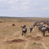  The Serengeti, TZ